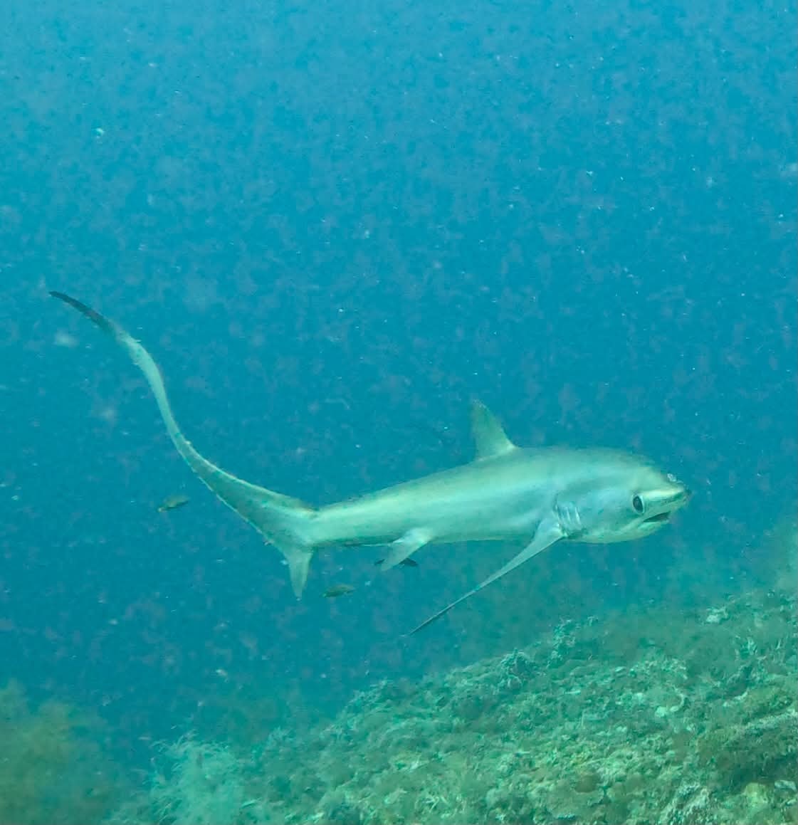 Thresher shark swimming over the reef at Kimud Shoal, Malapascua Island