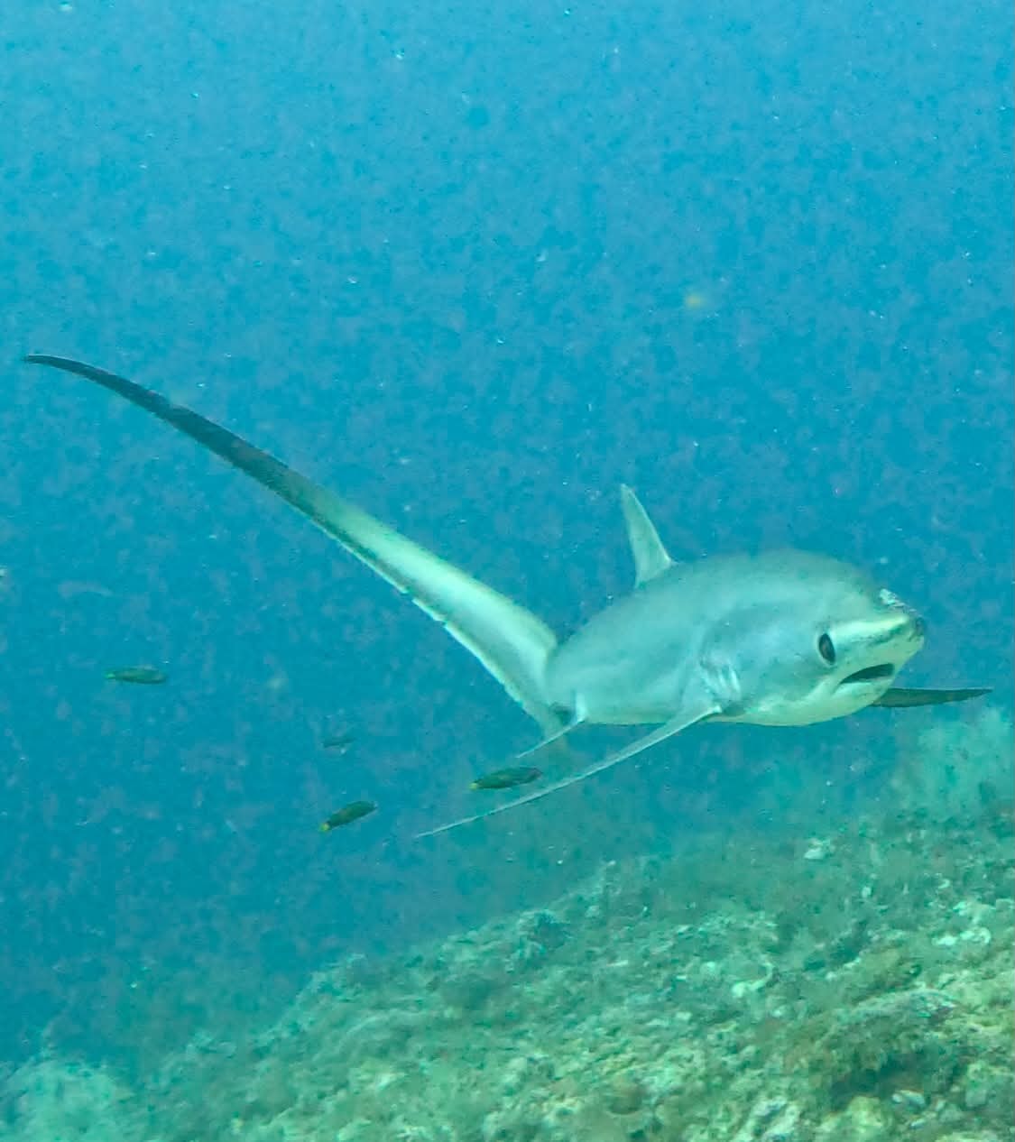 Thresher shark close-up at Kimud Shoal showing its distinctive long tail fin