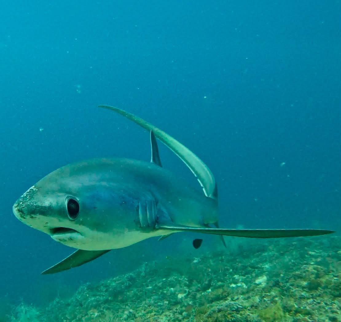 Thresher shark face-on portrait at Kimud Shoal, Malapascua