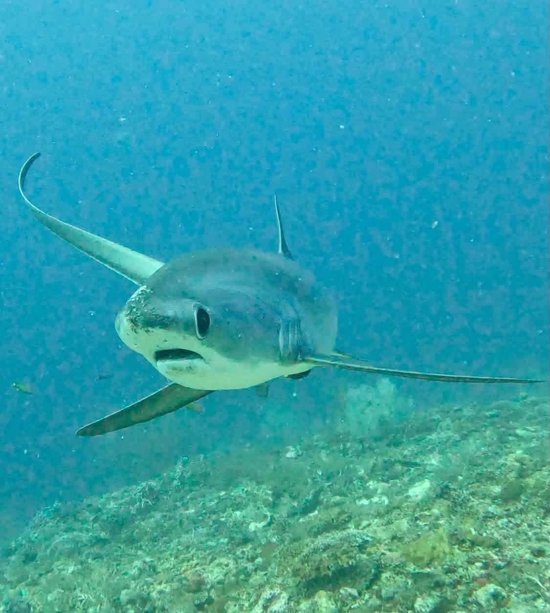 Thresher shark head-on approaching the reef at Kimud Shoal