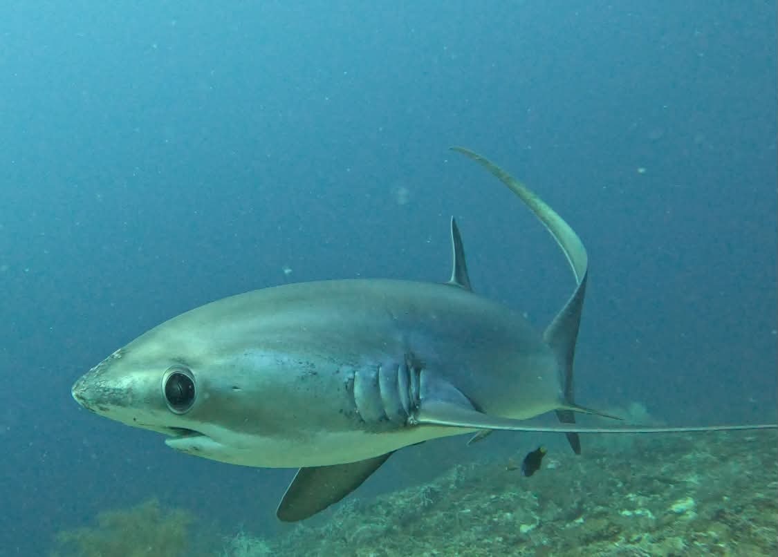 Thresher shark gliding over coral reef at Kimud Shoal, Malapascua Island