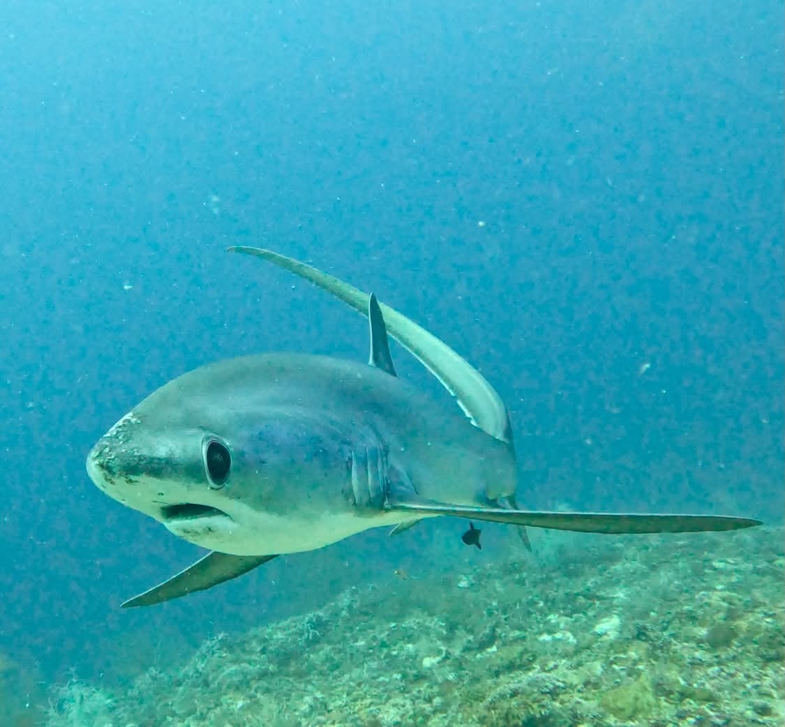 Thresher shark side profile at Kimud Shoal showing full body